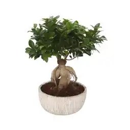 Carrefour Ficus ginseng offre