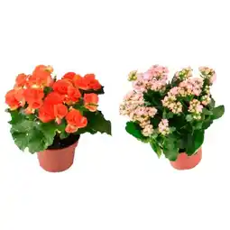 Carrefour Plante fleurie grosses fleurs offre