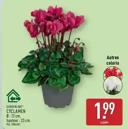 ALDI Cyclamen offre