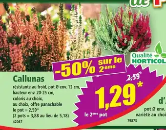 Norma Callunas offre