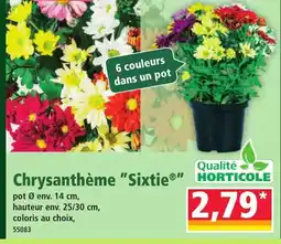 Norma Chrysanthème Sixte offre