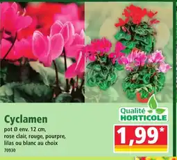 Norma Cyclamen offre