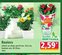 Norma Rosiers offre