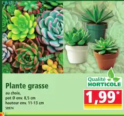 Norma Plante grasse offre