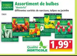Norma Assortiment de bulbes offre