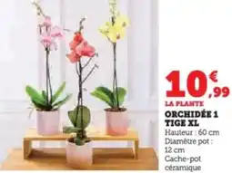 Super U Orchidée 1 tige XL offre