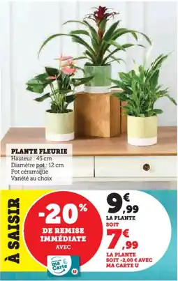 Hyper U Plante fleurie offre
