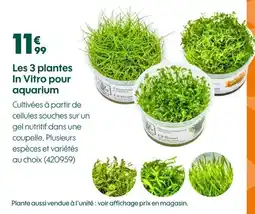 Truffaut Les 3 plantes In Vitro pour aquarium offre