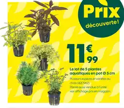 Truffaut Le lot de 5 plantes aquatiques en pot Ø 5 cm offre