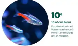 Truffaut 10 néons bleus offre
