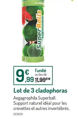 Botanic Lot de 3 cladophoras offre