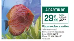 Botanic botanic Discus couleurs variées offre
