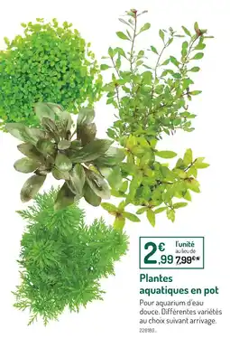 Botanic Plantes aquatiques en pot offre
