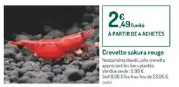 Botanic Crevette sakura rouge offre