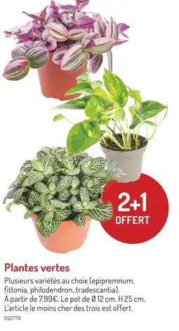 Botanic Plantes vertes offre