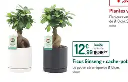 Botanic Mondo Verde Ficus Ginseng + cache-pot offre