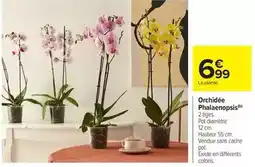 Carrefour Drive Orchidée phalaenopsis offre