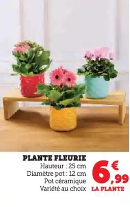 U Express Plante fleurie offre
