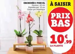 U Express Orchidée 1 tige XL offre