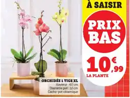 Hyper U Orchidée 1 tige xl offre