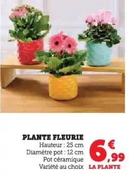 Hyper U Plante fleurie offre