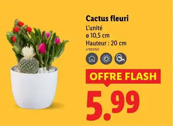 Lidl Cactus fleuri offre