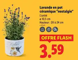 Lidl Lavande en pot céramique nostalgie offre