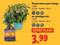 Lidl Plante verte en pot vintage offre