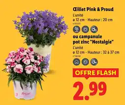 Lidl Œillet pink & proud ou campanule pot zinc nostalgie offre