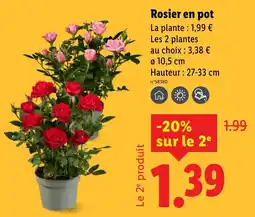 Lidl Rosier en pot offre