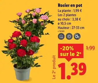 Lidl Rosier en pot offre