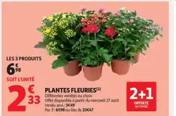 Auchan Supermarché Plantes fleuries offre