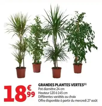 Auchan Supermarché Grandes plantes vertes offre