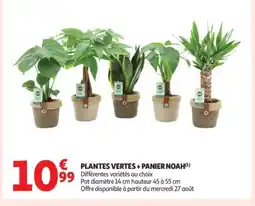 Auchan Supermarché Plantes vertes + panier noah offre