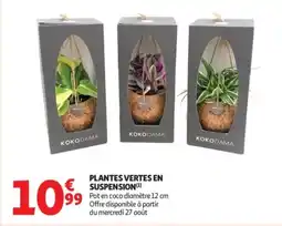 Auchan Supermarché Plantes vertes en suspension offre