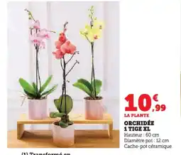 Super U Orchidée 1 tige xl offre