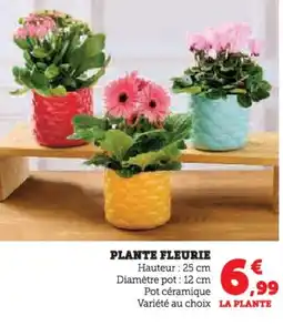 Super U Plante fleurie offre