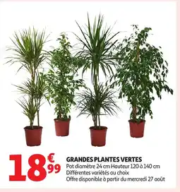 Auchan Grandes plantes vertes offre