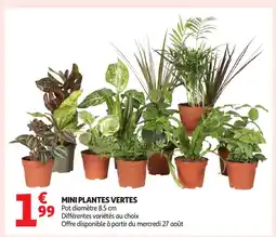 Auchan Mini plantes vertes offre