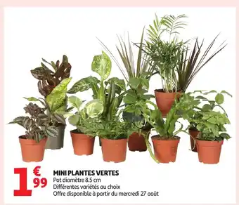 Auchan Mini plantes vertes offre
