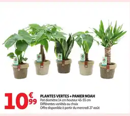 Auchan Plantes vertes + panier noah offre