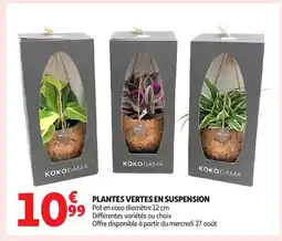 Auchan Plantes vertes en suspension offre