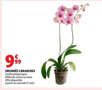 Auchan Orchidée 2 branches offre