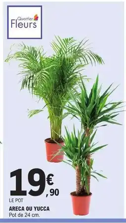 E.Leclerc ARECA OU YUCCA offre