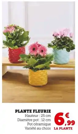 Super U Plante fleurie offre
