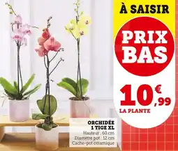 Super U Orchidée 1 tige xl offre
