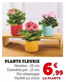 Super U Plante fleurie offre