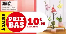 Super U Orchidée 1 tige xl offre