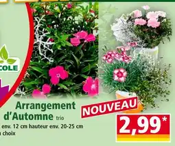 Norma Arrangement d'Automne trio offre