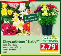 Norma Chrysanthème Sixtie offre
